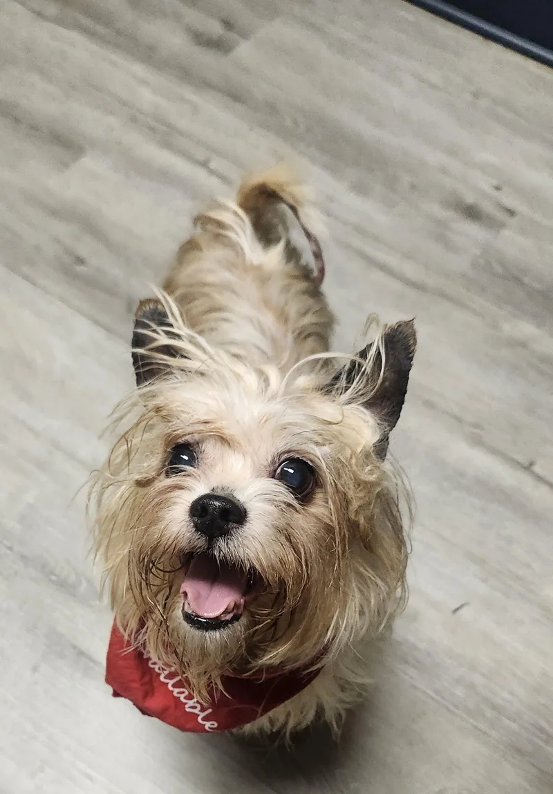 A senior small-sized male Yellow / Tan / Blond / Fawn Yorkshire Terrier dog named Tarbell for adoption in Mansfield, OH