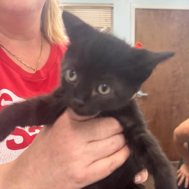 A baby medium-sized male Black Domestic Short Hair cat named Galaxy for adoption in Hudson, NH