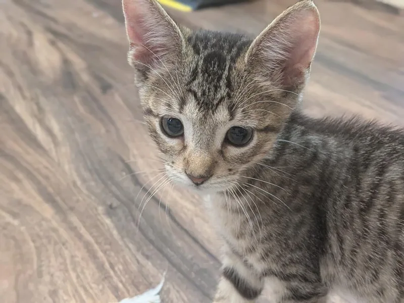 A baby medium-sized male Domestic Short Hair cat named Tiger for adoption in Richland Hills, TX