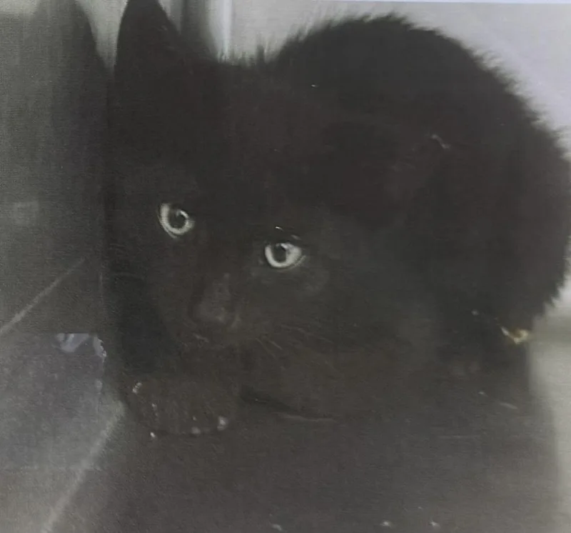 A young small-sized male Black Domestic Short Hair cat named Spit for adoption in Fort Madison, IA