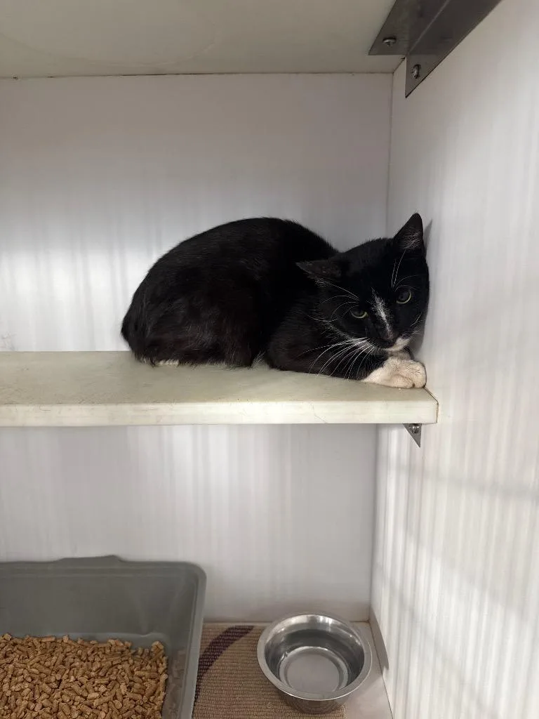 A young medium-sized male Domestic Short Hair cat named Freetoe for adoption in Douglasville, GA