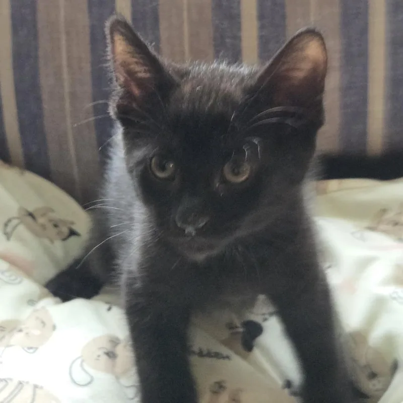 A baby small-sized male Black Domestic Short Hair cat named Jasper for adoption in Harrisonburg, VA