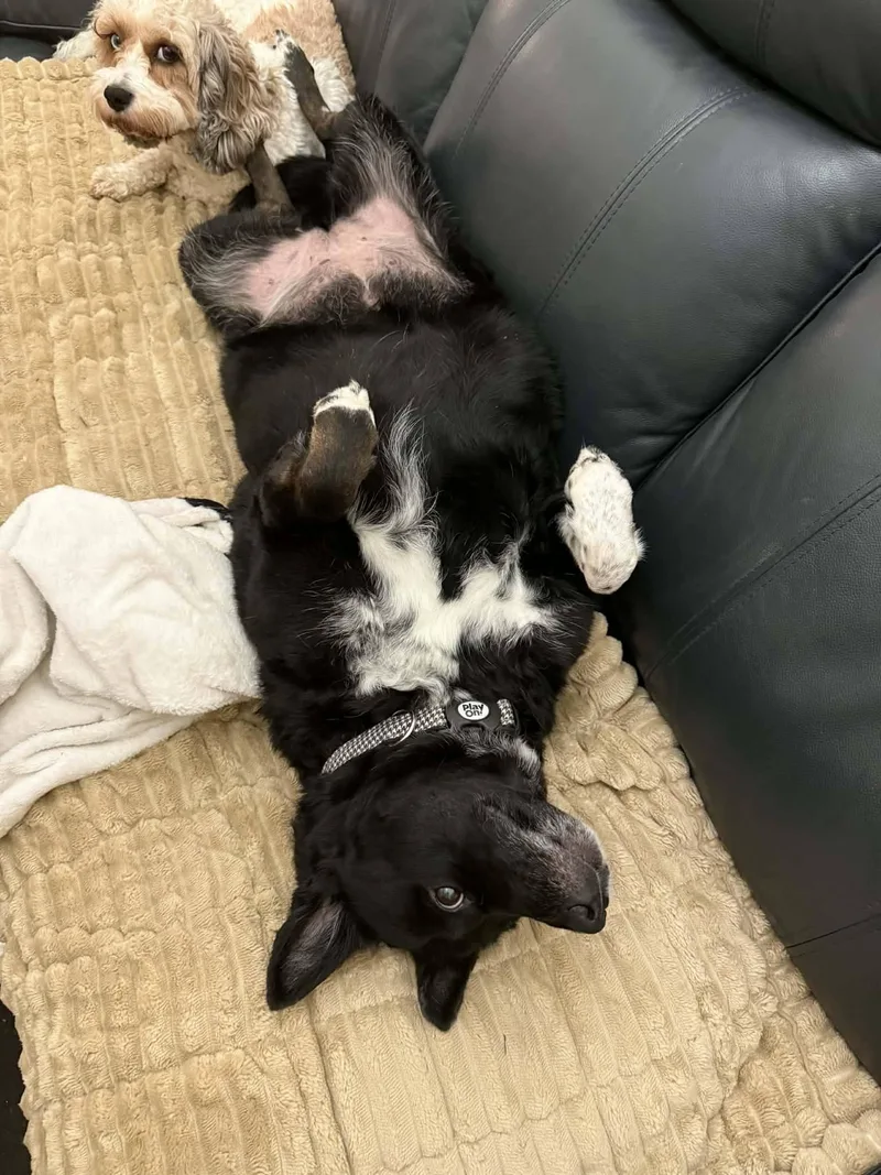 A senior medium-sized female Border Collie dog named Hannah for adoption in North Olmsted, OH