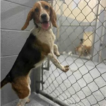 An adult small-sized female Beagle dog named Junebug for adoption in Fairfax, VA