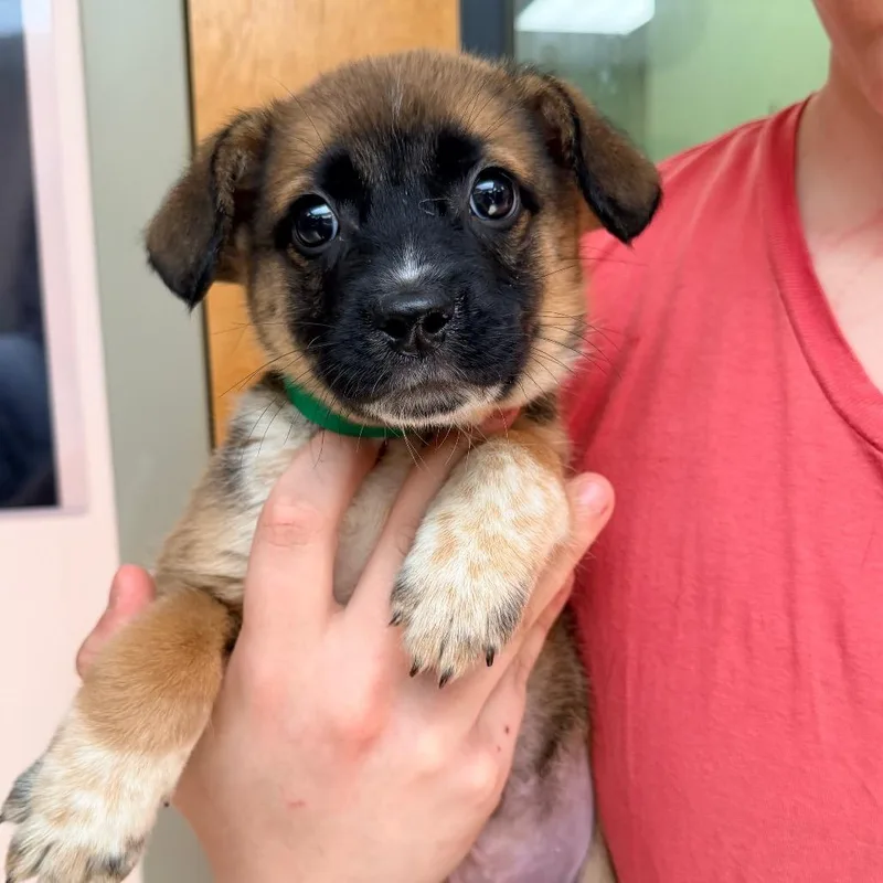 A baby small-sized male Brown / Chocolate Australian Shepherd dog named Zipper for adoption in Columbus, GA