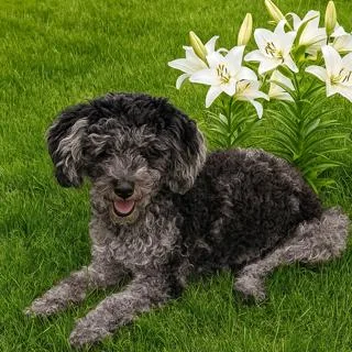 An adult small-sized female Bernadoodle dog named Cricket for adoption in Maitland, FL