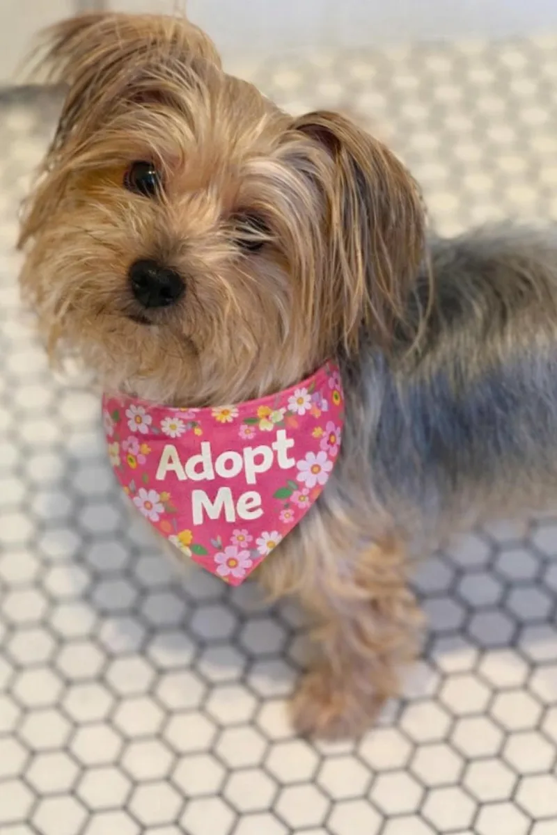 An adult small-sized female Yorkshire Terrier dog named Sydney for adoption in Valley Village, CA
