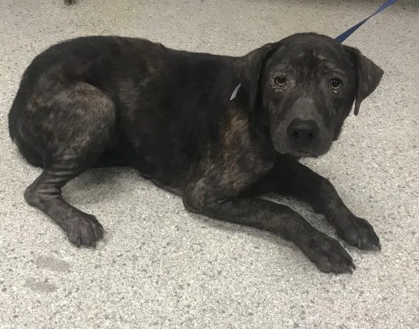 An adult medium-sized male Pit Bull Terrier dog named Coleman for adoption in Conroe, TX