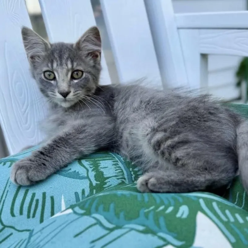 A young medium-sized male Domestic Long Hair cat named Silver for adoption in Findlay, OH