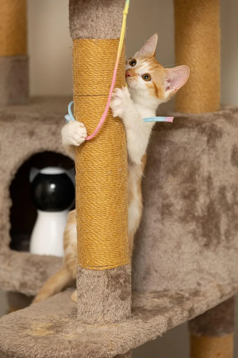 A baby medium-sized female Orange & White Domestic Short Hair cat named Orange Creamsicle for adoption in Broomall, PA