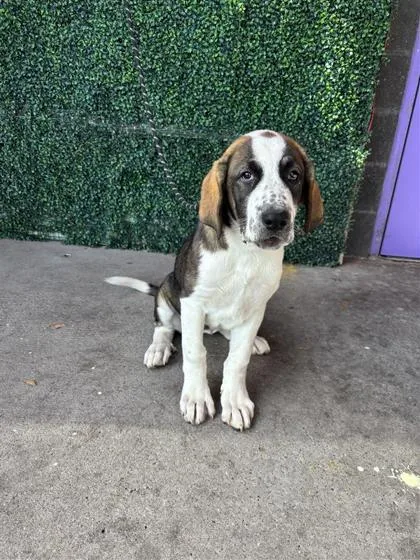 A baby medium-sized female White / Cream Saint Bernard dog named 61275250 for adoption in El Paso, TX