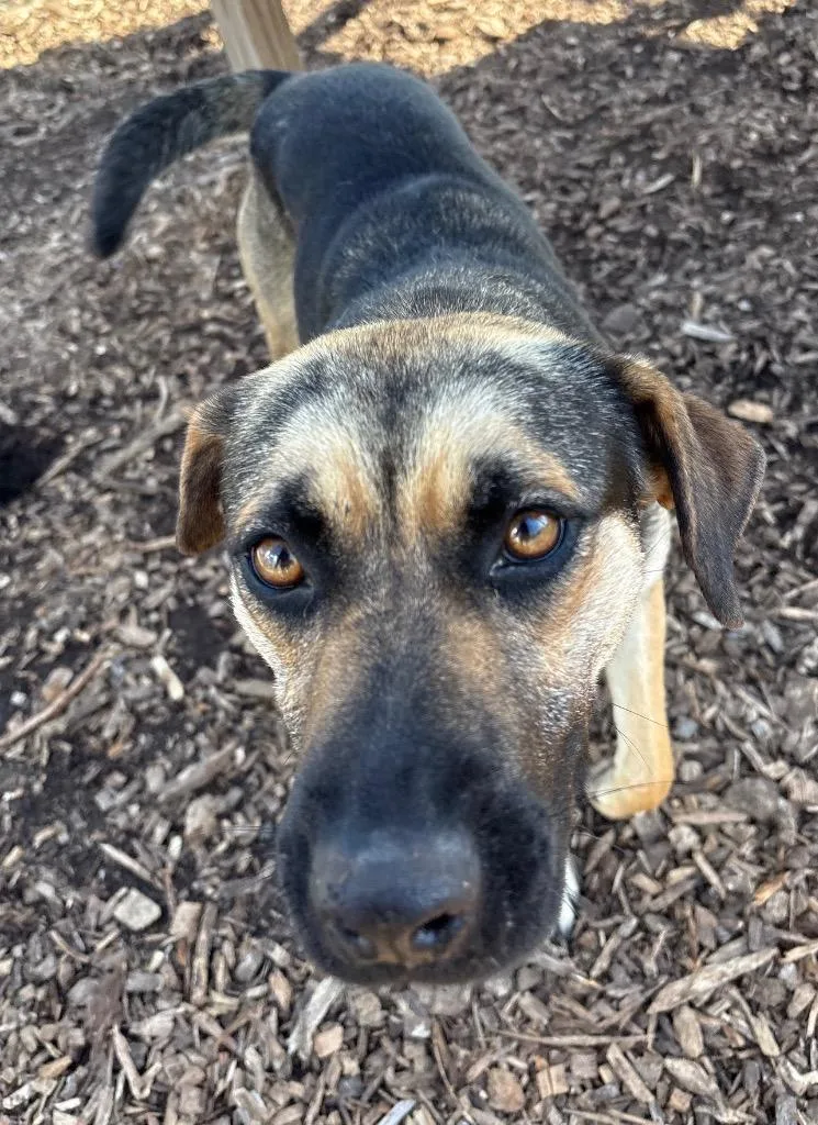 A young medium-sized female Shepherd dog named Iliana AC for adoption in Greeneville, TN
