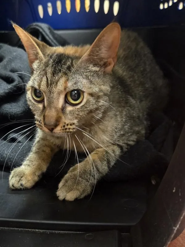 A young medium-sized female Domestic Short Hair cat named Escalade for adoption in Salisbury, MD