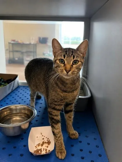 An adult medium-sized female American Shorthair cat named Charity for adoption in North Richland Hills, TX