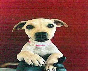 A baby small-sized female Labrador Retriever dog named Vianey Arana for adoption in San Martin, CA
