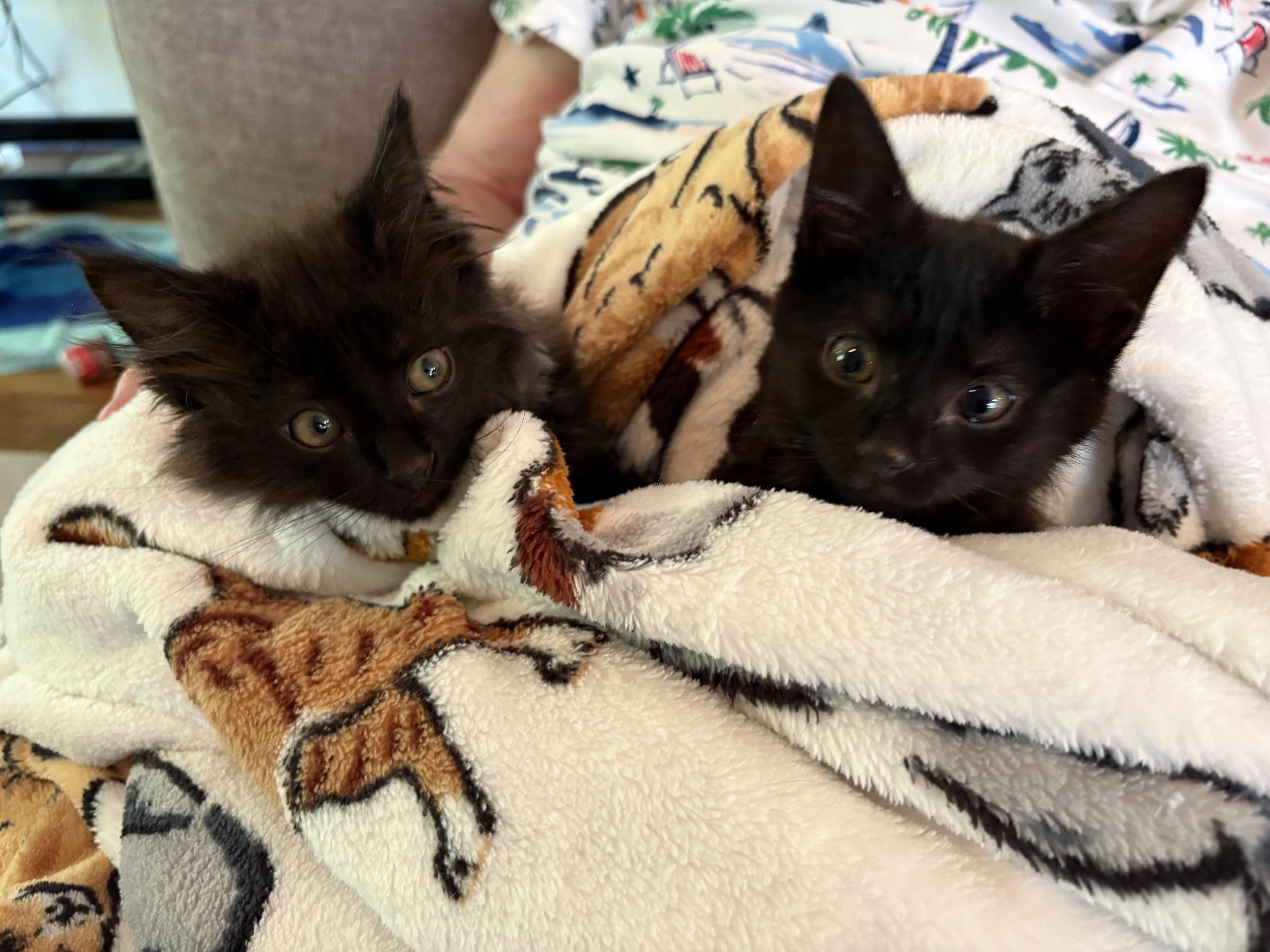 A baby small-sized female Domestic Short Hair cat named Aida for adoption in Davidson, NC
