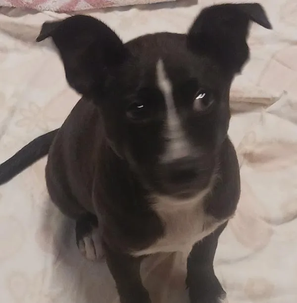 A baby medium-sized female Border Collie dog named Dottie Ann for adoption in Oakland, CA
