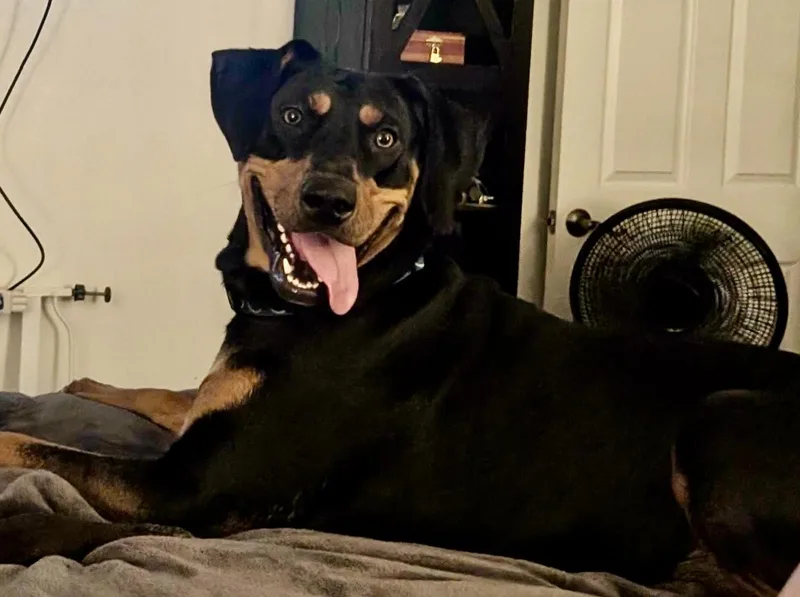 A young large-sized female Doberman Pinscher dog named Tasha for adoption in Dallas, TX