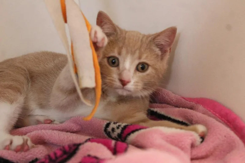 A baby medium-sized male Orange & White Domestic Short Hair cat named Aw Shucks for adoption in Chestertown, MD