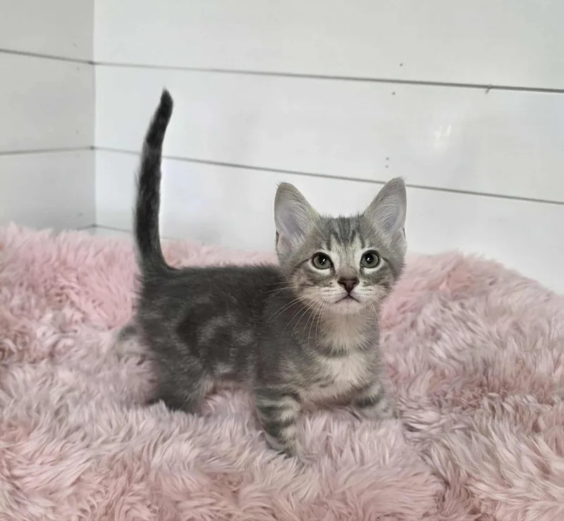 A baby medium-sized male Domestic Short Hair cat named Stanford for adoption in Cumberland, ME
