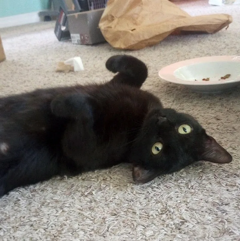 A young medium-sized female Bombay cat named Kali for adoption in Magnolia Springs, AL