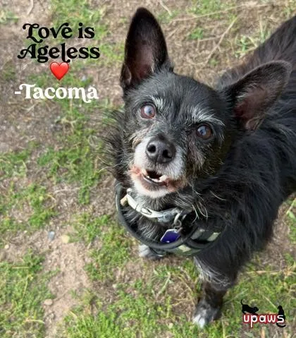 A senior medium-sized male Chihuahua dog named Tacoma for adoption in Gwinn, MI