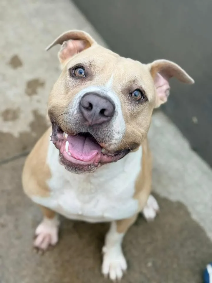 An adult medium-sized female Yellow / Tan / Blond / Fawn Pit Bull Terrier dog named Birgitta for adoption in Chicago, IL