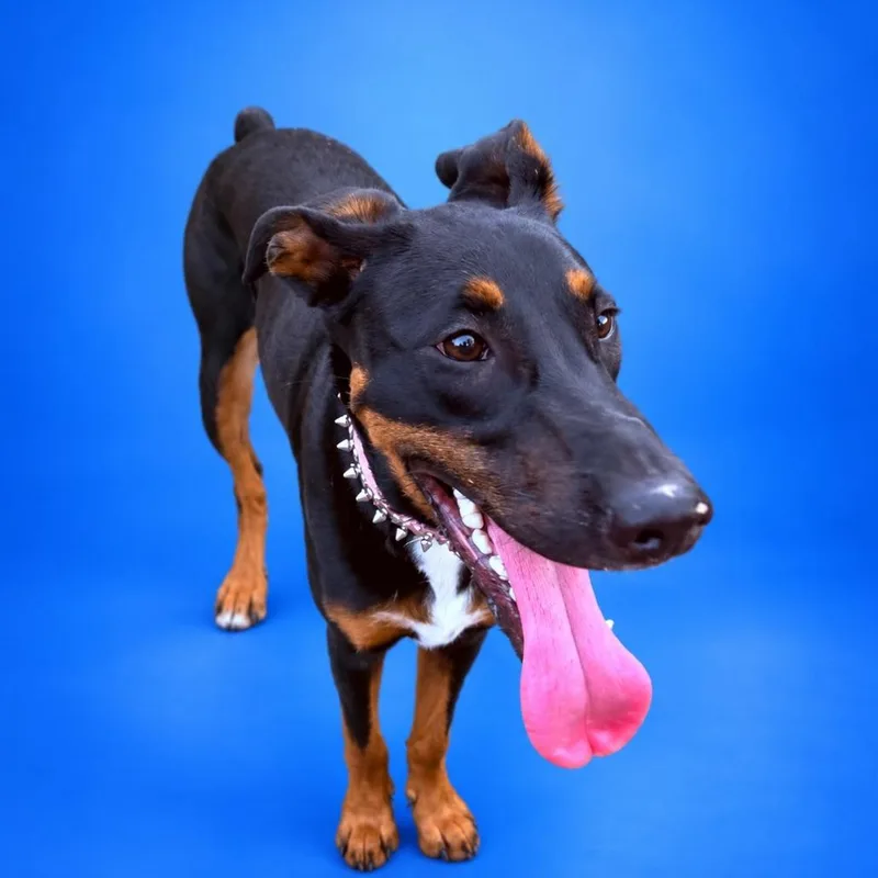 A young medium-sized female Black Doberman Pinscher dog named Penny for adoption in San Diego, CA