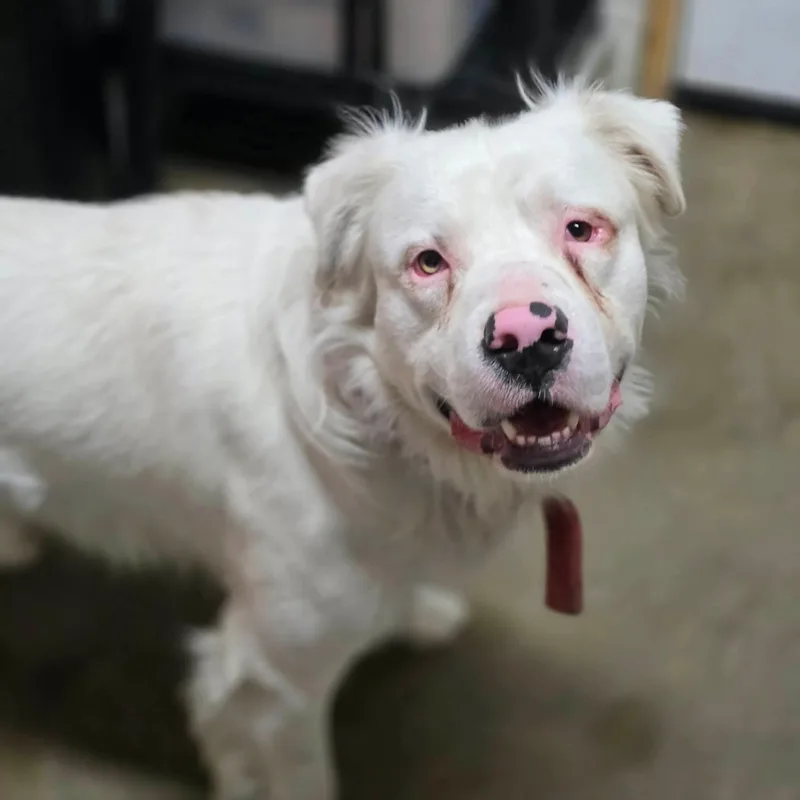 A young large-sized male White / Cream Australian Shepherd dog named Spot for adoption in Warren, OH