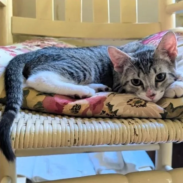 A young small-sized female Tabby (Gray / Blue / Silver) Domestic Short Hair cat named Reina for adoption in Cat Spring, TX