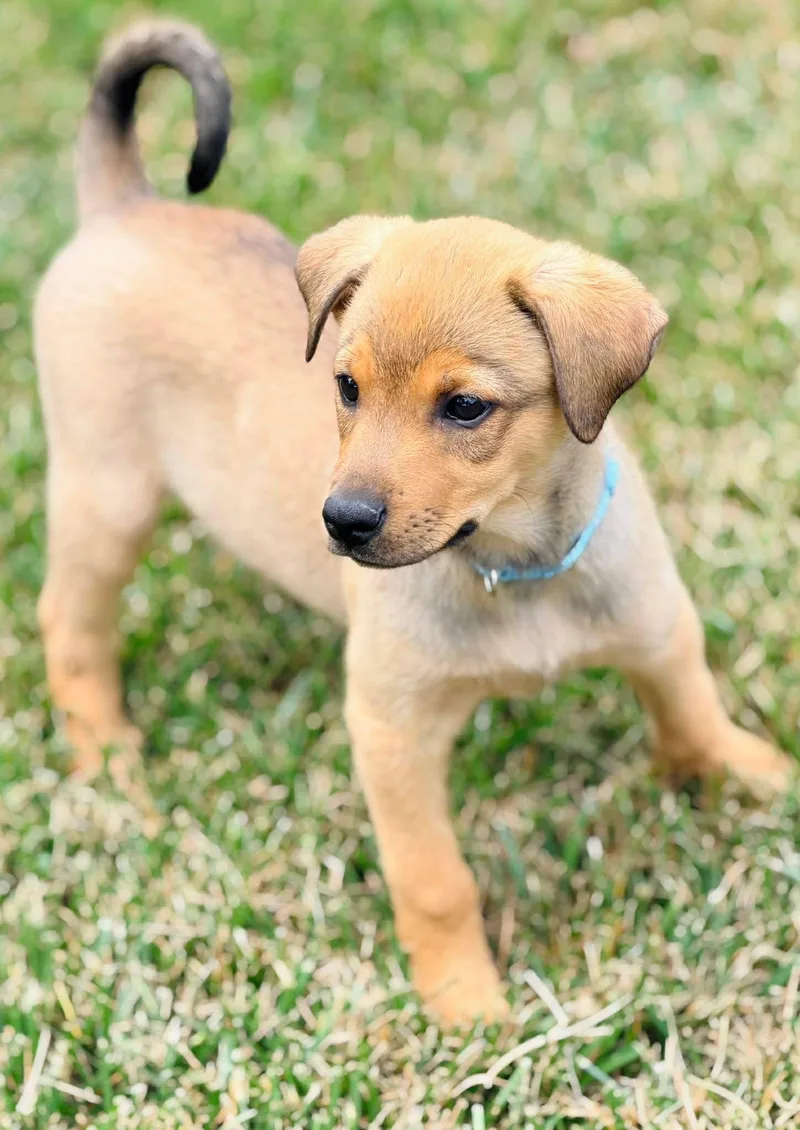 A baby medium-sized male Golden Mixed Breed dog named Jonathan Quayle Higgins Iii for adoption in Winchester, KY