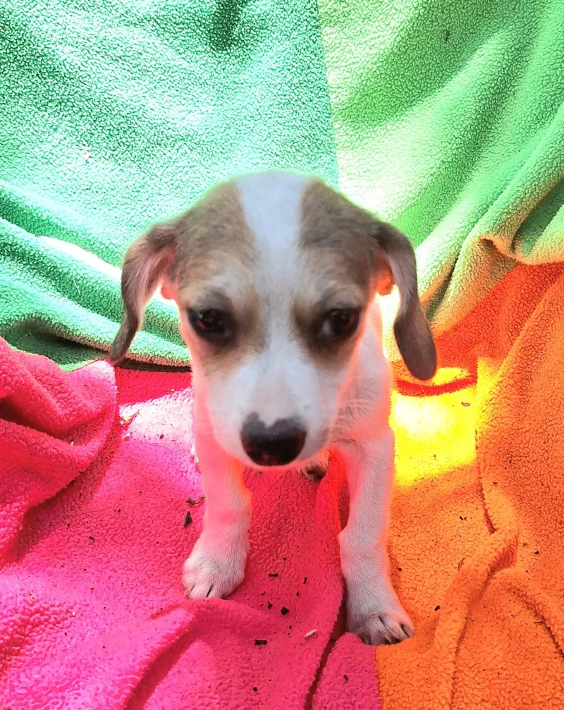 A baby small-sized female White / Cream Dachshund dog named Kandra BLT for adoption in Missouri City, TX