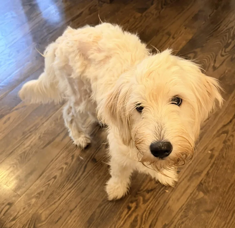 A young medium-sized female Poodle dog named Loki for adoption in Hillside, IL
