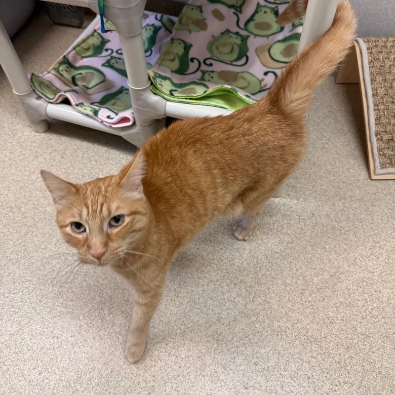 A senior medium-sized male Orange / Red Domestic Short Hair cat named Smiggins for adoption in Naperville, IL