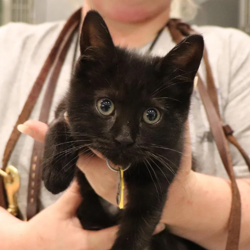 A baby small-sized male Domestic Short Hair cat named Pete for adoption in Port Washington, NY