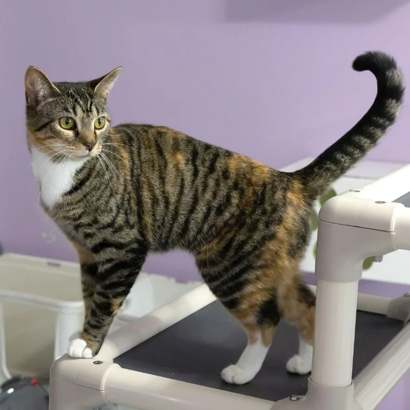 A young medium-sized female Torbie Domestic Short Hair cat named Cady for adoption in McKean, PA