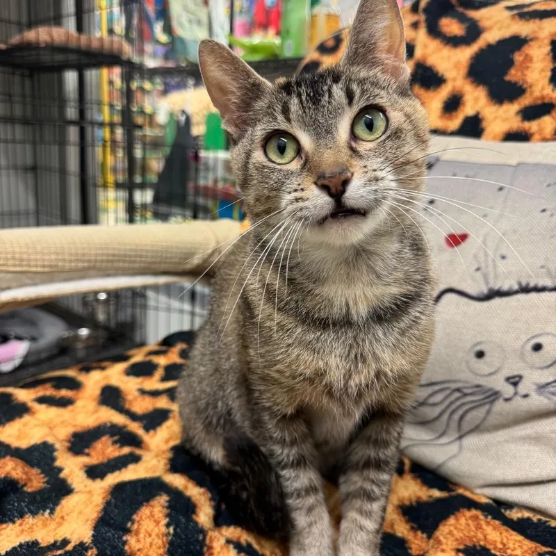 An adult medium-sized female Brown / Chocolate Domestic Short Hair cat named Nyla for adoption in Hamburg, NY