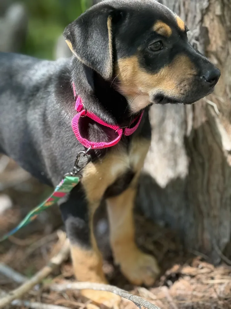 Matilda