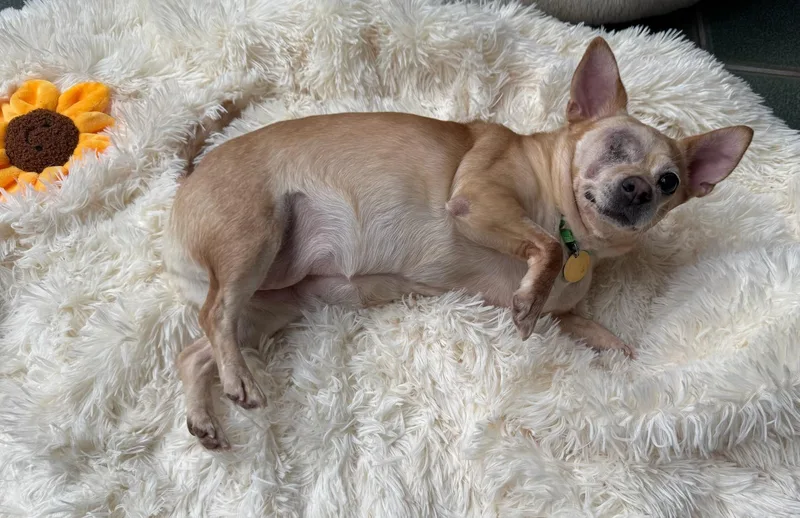 Pippy The Pirate; thumbnail 2