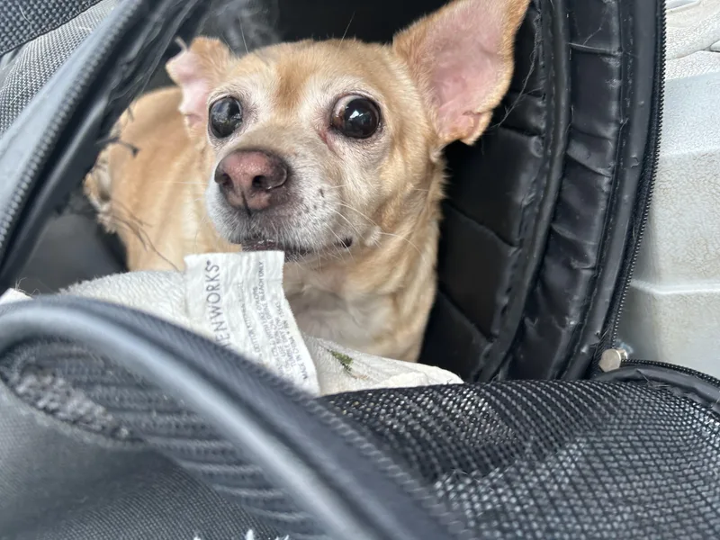 Pippy The Pirate; thumbnail 3