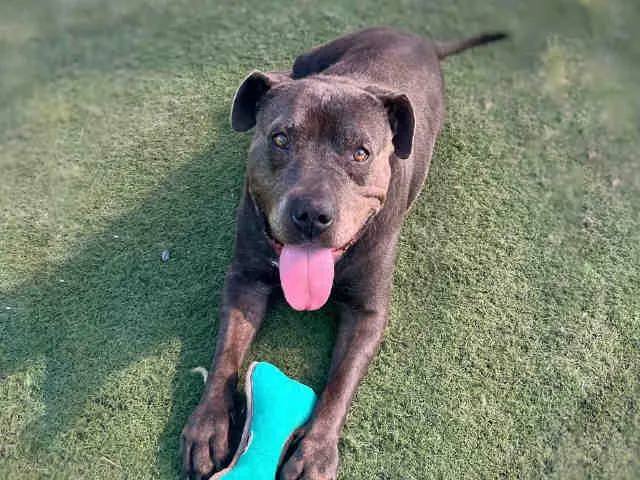 An adult medium-sized female Pit Bull Terrier dog named Kali for adoption in Carlsbad, CA