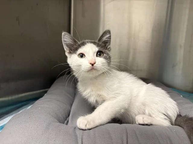 A baby small-sized male Domestic Short Hair cat named Sorrel for adoption in Ontario, CA
