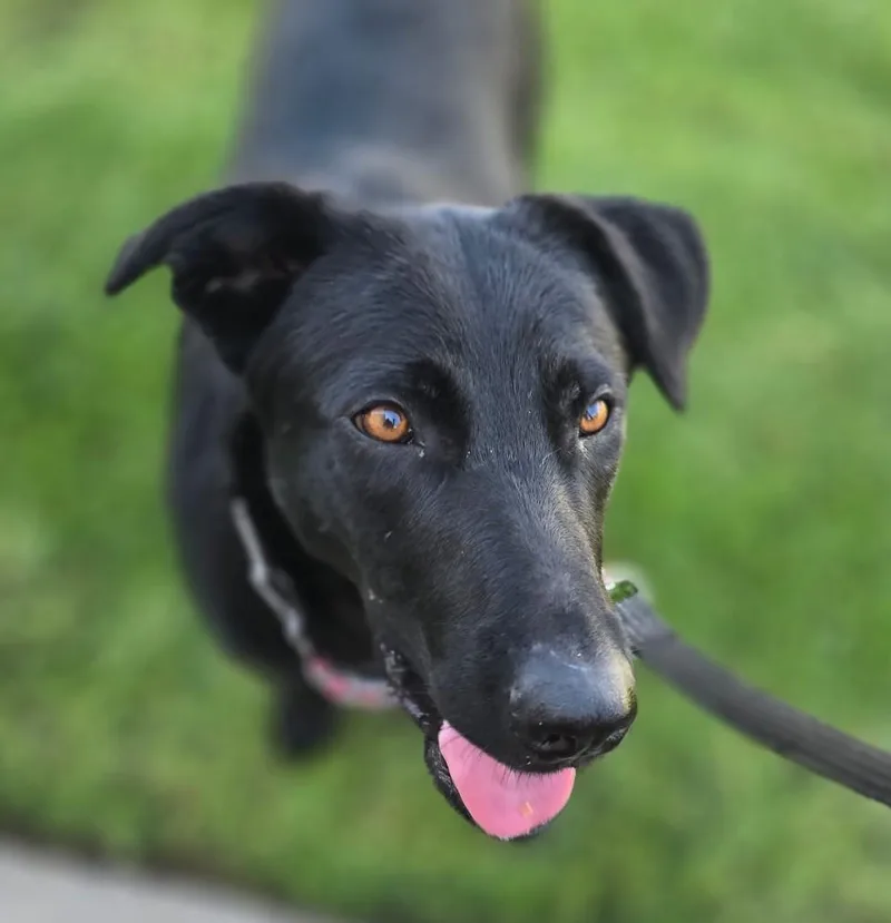 A young medium-sized female Labrador Retriever dog named Scout for adoption in Newport Beach, CA