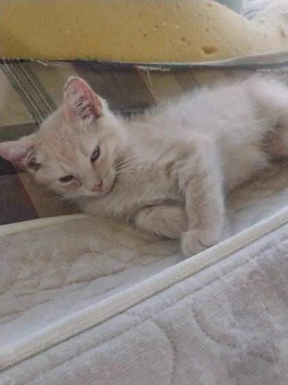 A baby small-sized male Domestic Short Hair cat named Tango for adoption in Shawano, WI