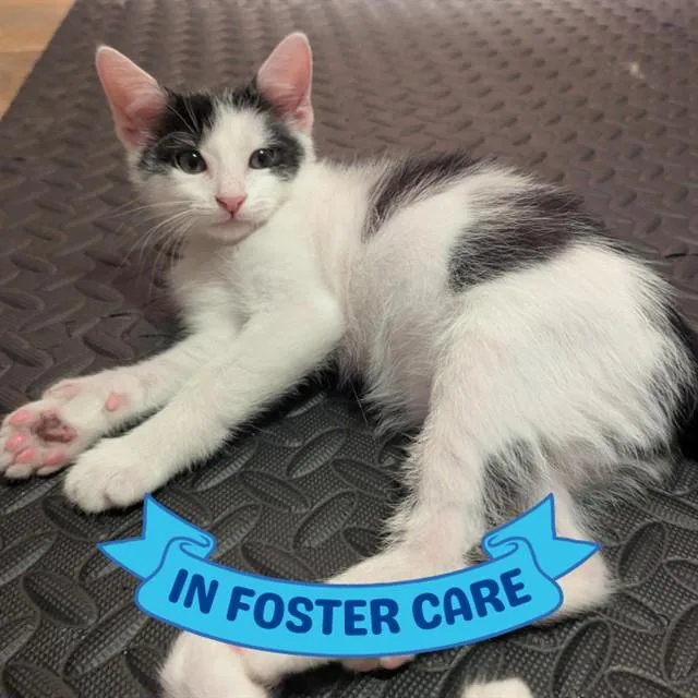 A baby small-sized male Domestic Medium Hair cat named Arthur for adoption in Tallahassee, FL