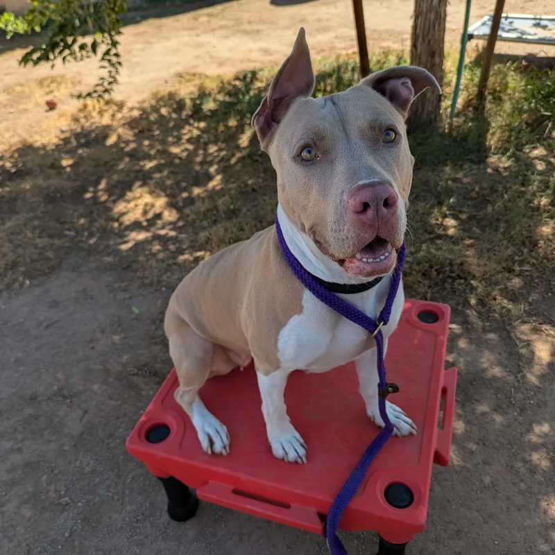 An adult medium-sized female Apricot / Beige American Staffordshire Terrier dog named Dolly for adoption in Phoenix, AZ