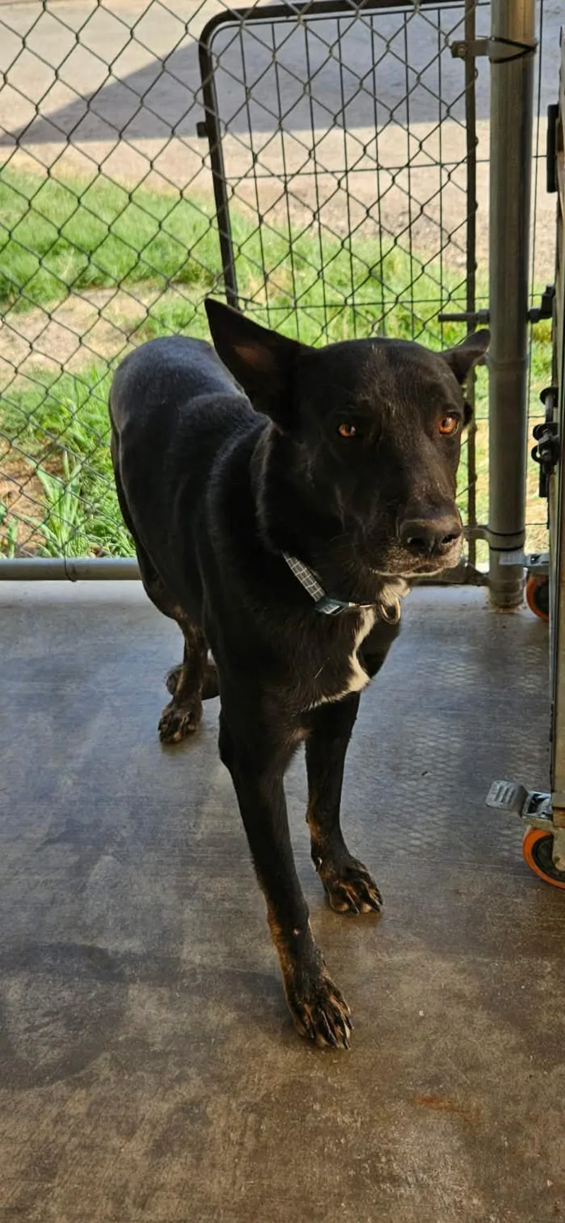 An adult large-sized male Shepherd dog named Ernie for adoption in El Centro, CA