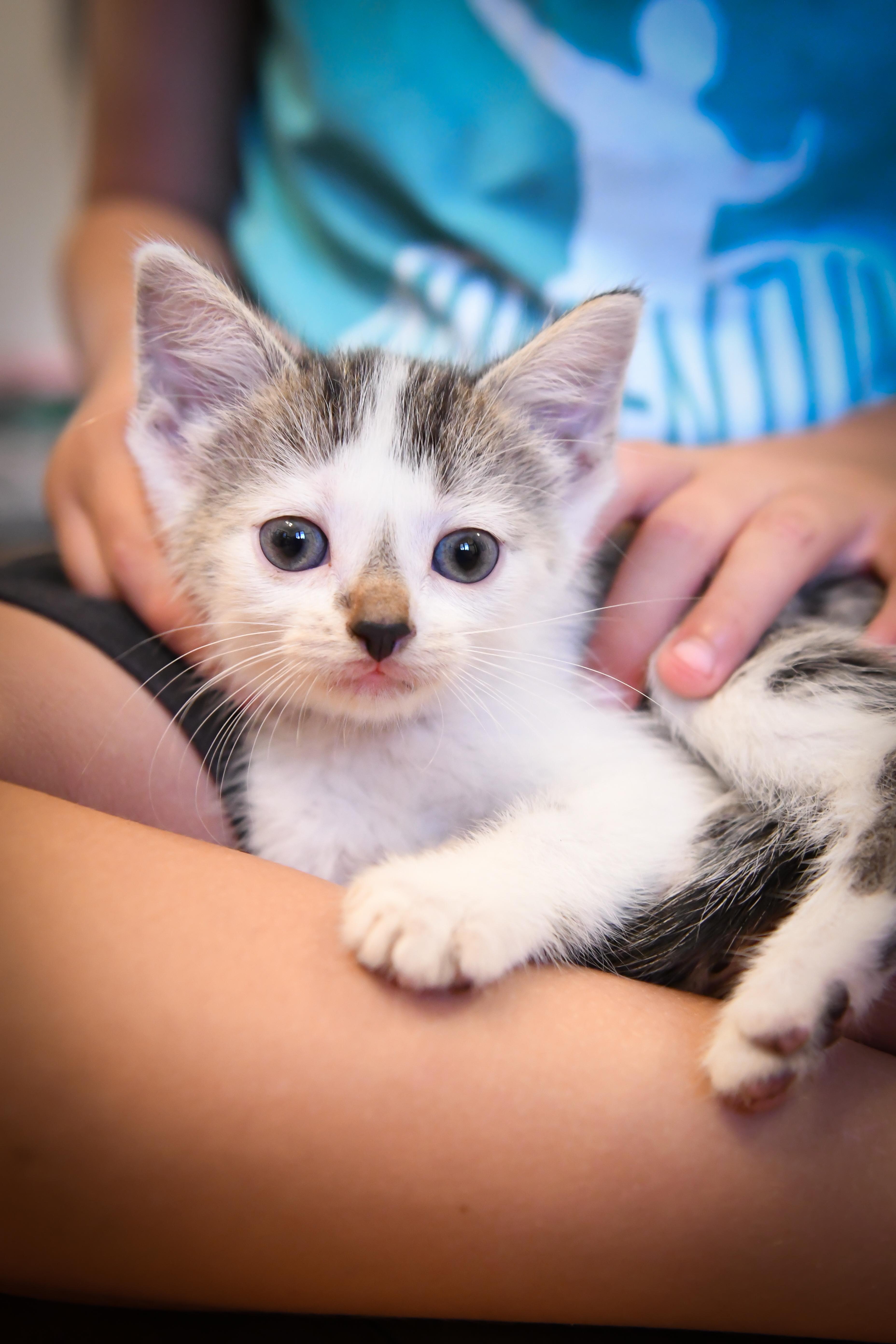 A baby medium-sized female Domestic Short Hair cat named Saturday for adoption in Port Washington, WI