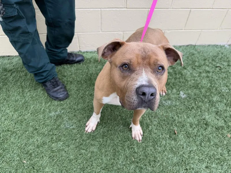 An adult medium-sized male Tricolor (Brown, Black, & White) American Bulldog dog named Mudpie for adoption in Lakeland, FL