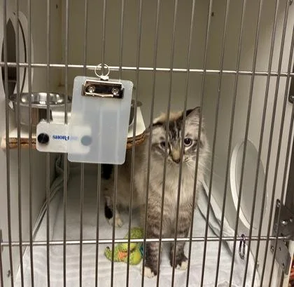 A senior small-sized male Siamese cat named Simon Says for adoption in Gainesville, FL